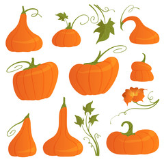 Set of bright pumpkins of different shapes with leaves and flower isolated on white background. Vector illustration