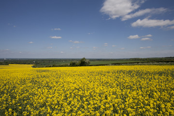 Obraz premium Rape seed field ,Hapmshire England