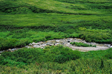 Fototapeta na wymiar Mountain creek in green valley among rich vegetation of highland in sunny day. Fast water stream in brook on meadow. Vivid grass on sun. Amazing landscape of majestic Altai nature.