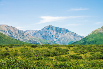 Giant mountains above green valley under clear blue sky. Meadow with rich vegetation of highlands in sunlight. Amazing sunny mountain landscape of majestic nature.