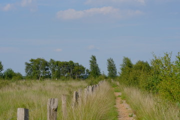 Fototapeta na wymiar Verlüßmoor in der Umgebung von Osterholz-Scharmbeck im Sommer