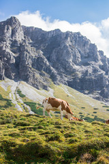 Fototapeta na wymiar Kühe grasen auf der Alm, Alpengebirge im Hintergrund