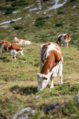 Naklejka na ściany i meble Kühe grasen auf der Alm, Alpen