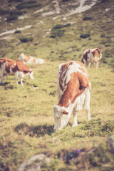 Kühe grasen auf der Alm, Alpen