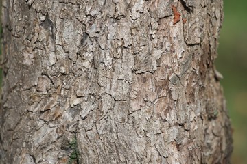 bark of a tree