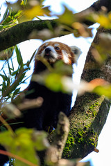red panda eating bamboo