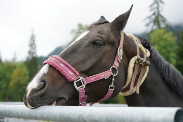 Brown horse from Gstaad