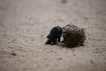 Black bug