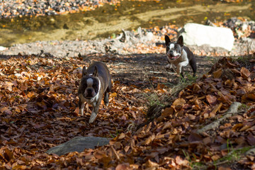 Perros disfrutando del otoño en el bosque