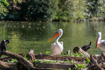 white pelican in the pond