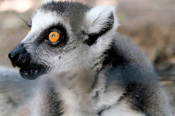 Portrait of ring-tailed lemur
