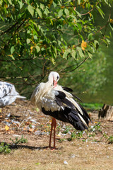 Stork