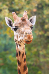 Funny close up of the head of a northern Giraffe (Giraffa camelopardalis)