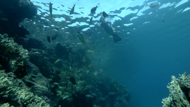 Woman in a mask and fins swim on the surface of water near coral reef at look at on tropical fish (Low-angle shot, Underwater shot, 4K / 60fps)
