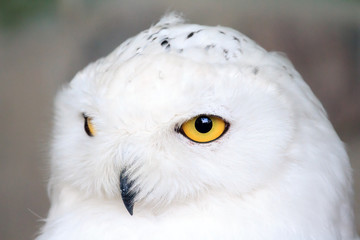 Obraz premium Close up portrait of the Snowy owl (Bubo scandiacus), native to Arctic regions in North America and Eurasia.