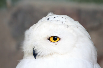 Naklejka premium Close up portrait of the Snowy owl (Bubo scandiacus), native to Arctic regions in North America and Eurasia.