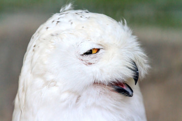 Close up portrait of the Snowy owl (Bubo scandiacus), native to Arctic regions in North America and Eurasia.