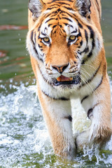 Close up of the Siberian tiger (Panthera tigris altaica), also called Amur tiger
