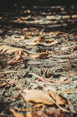 walk in the pine forest