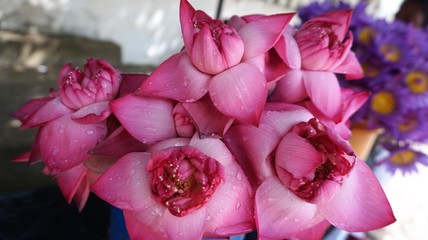 flowers of pink lotus