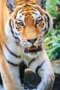 Close up of the Siberian tiger (Panthera tigris altaica), also called Amur tiger
