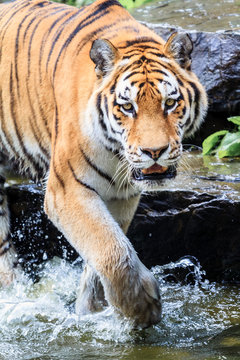Close up of the Siberian tiger (Panthera tigris altaica), also called Amur tiger
