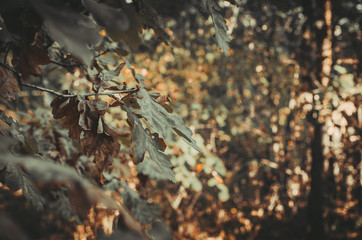 walk in the pine forest