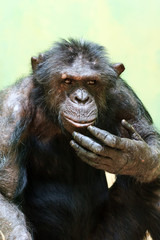 Beautiful portrait of the common chimpanzee (Pan troglodytes), aka the robust chimpanzee, a species of great ape