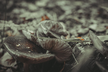 walk in the pine forest