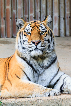 Close up of the Siberian tiger (Panthera tigris altaica), also called Amur tiger