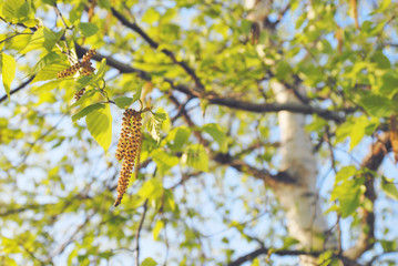 白樺　春　素材