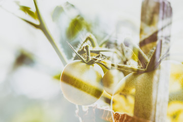 Naklejka premium Double exposure of ripe organic tomatoes. They are growing on the garden. 