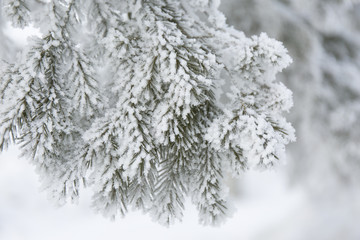 Snow-cowered fir branches. Winter blur background. Frost tree