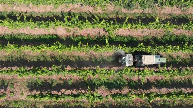 Farmer spraying grape vines with tractor