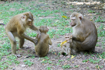 monkey family