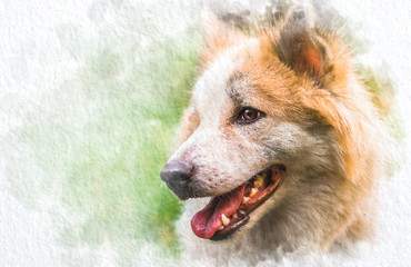 Watercolor portrait of siberian husky with abstract color on white paper background. Painting of beautiful artwork. © Lemonsoup14