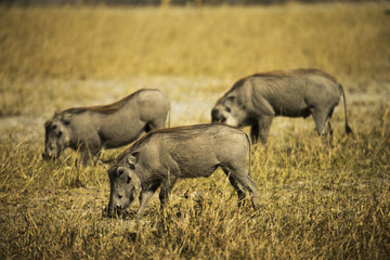 Warthogs