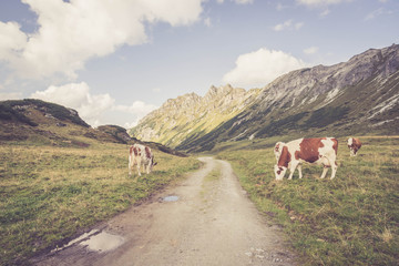 Almlandschaft in Salzburg: Wanderweg, K&uuml;he, Berggipfel, Almwiese und blauer Himmel