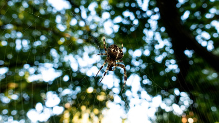 Spider sitting in his net waiting for prey