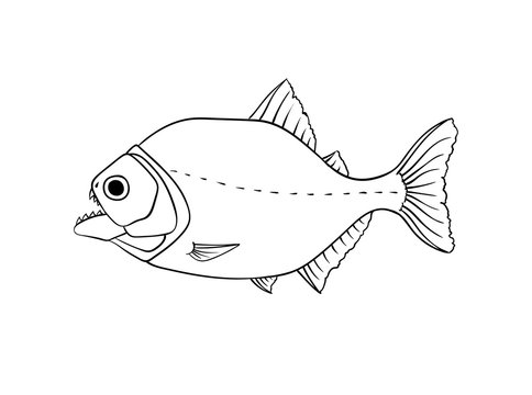 Red piranha vector isolated on white