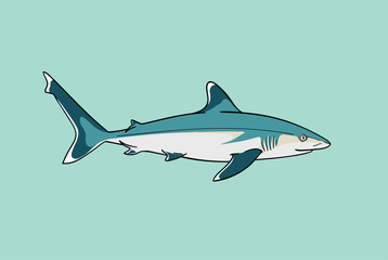 Fototapeta premium Silvertip shark fish predator swimming in ocean