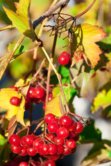 Red Viburnum Viburnum
