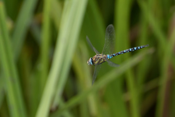 Hawker dragonfly flying near the reeds at the edge of a pond