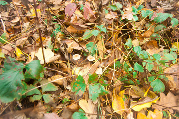Trees in the forest,at autumn