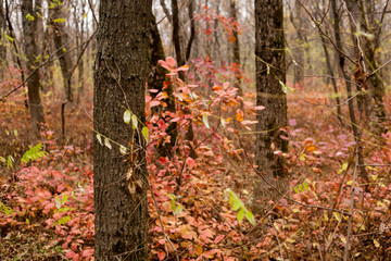 Trees in the forest,at autumn