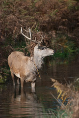 Young red stag deer crossing a stream wearing camouflage
