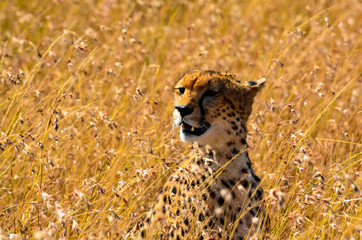 A cheetah looks out for his pray in the grasslands in Masai Mara