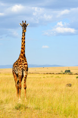 A lone giraffe stands tall in the open fields of Masai Mara