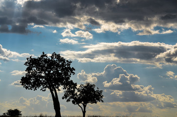 Fototapeta na wymiar A beautiful cloudscape in Masai Mara