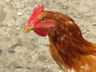 Young rooster on the farm, close-up. Chicken portrait